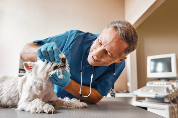 Best 24-Hour Emergency Dental Care in Ridgewood, IL